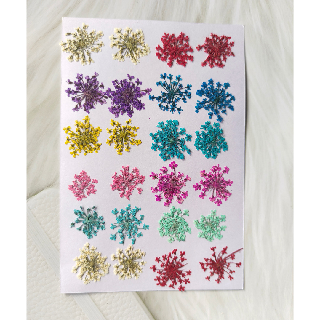 Mixed Queen Lanne's Lace