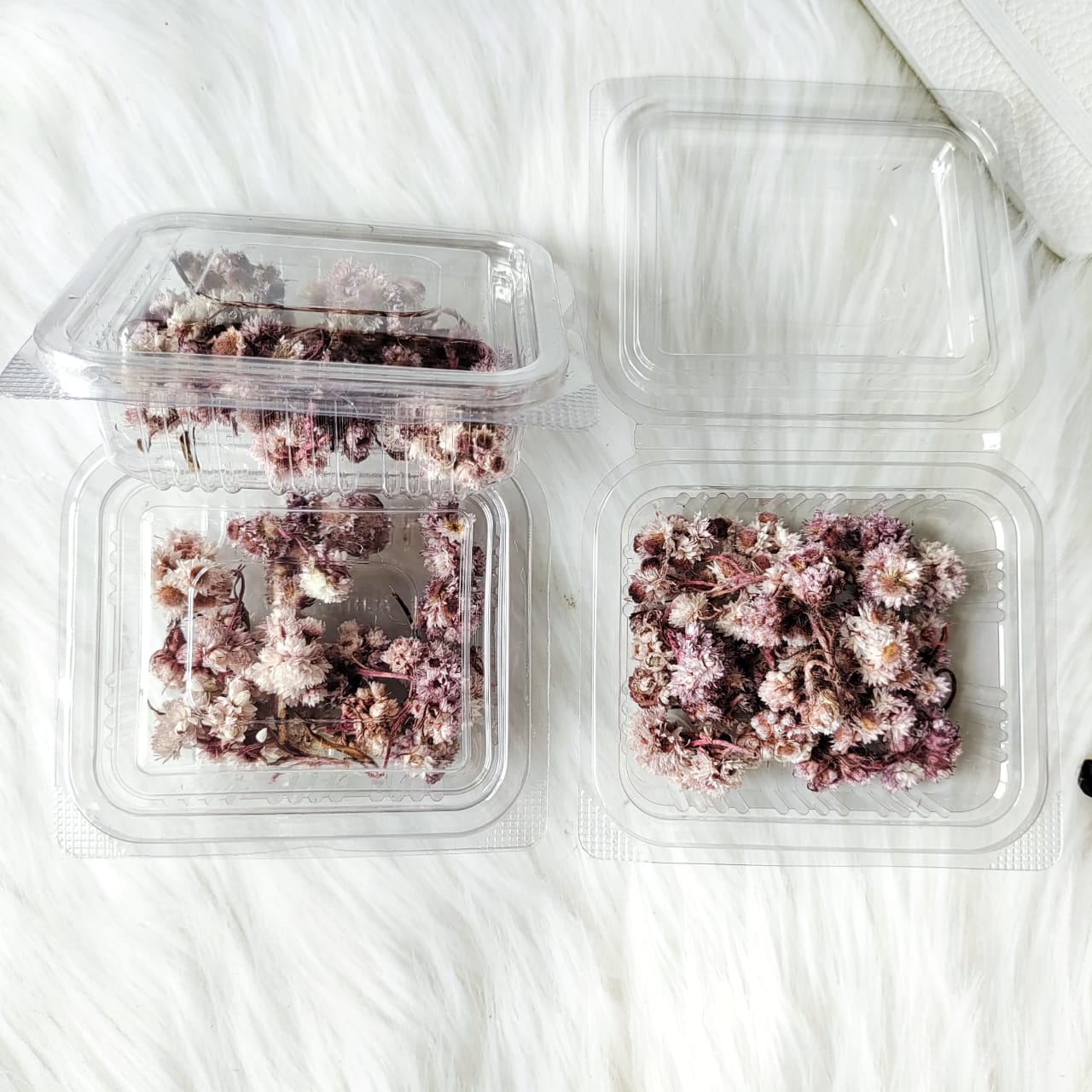 Himalayan Daises - L.Pink