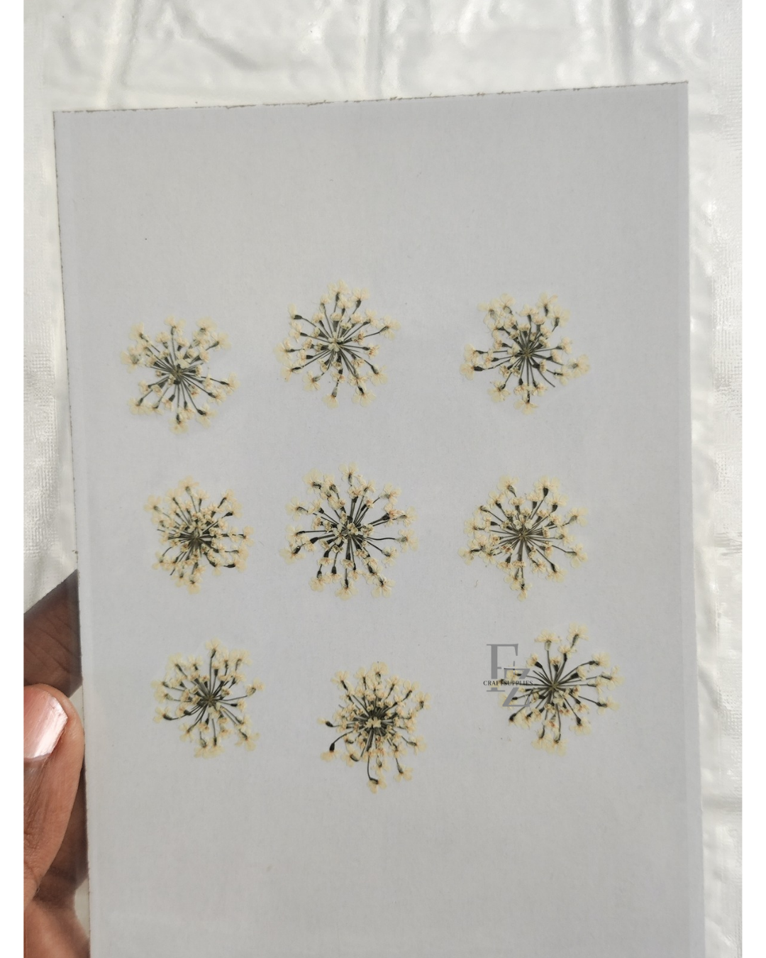 Queen Anne's Lace - Half White