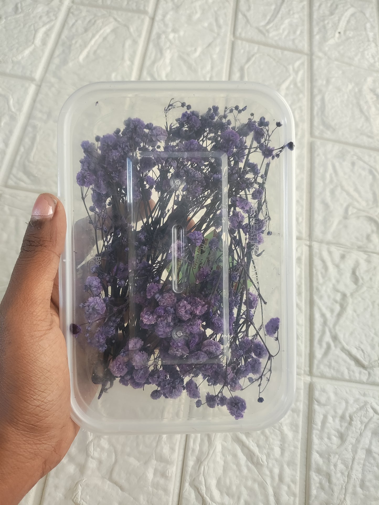 Baby Breath - Violet