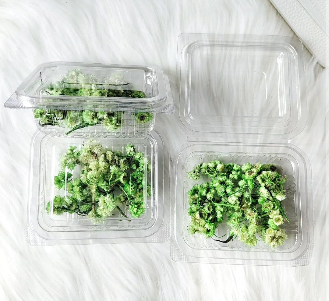 Himalayan Daises - Green