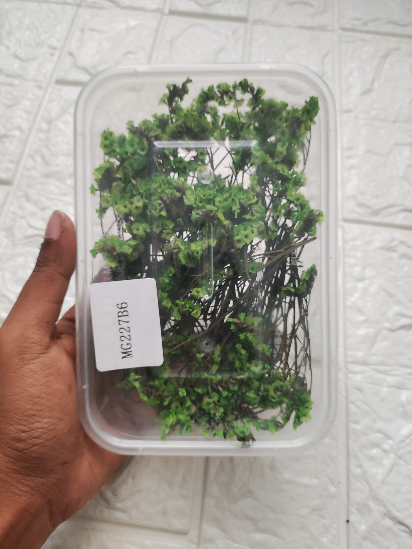 Dry Flower Box - B20