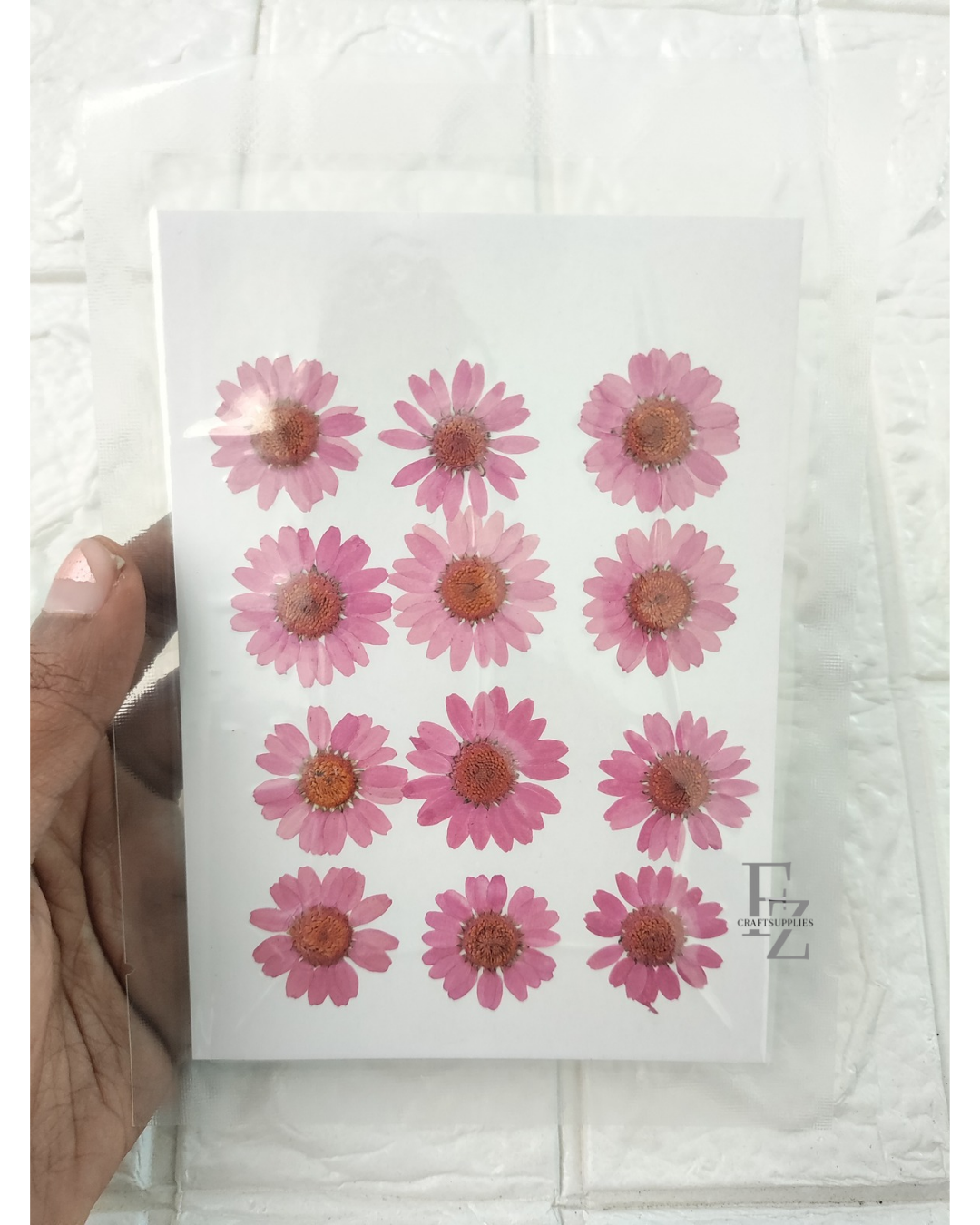 Pressed Daisy - D. Pink