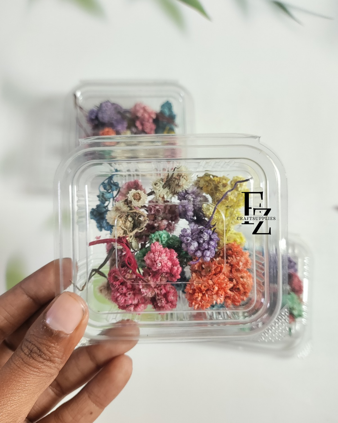 Himalayan Daises - Mixed