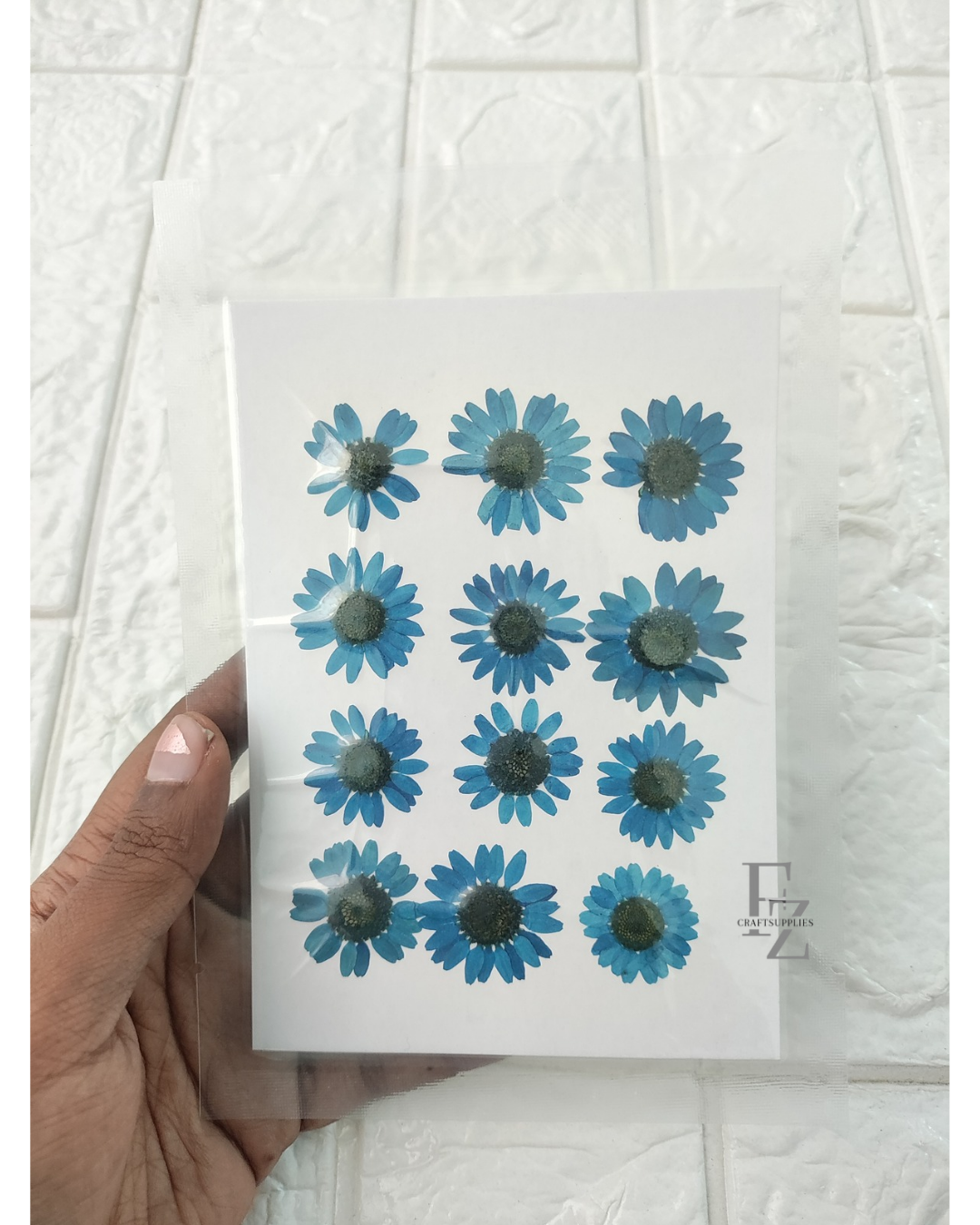 Pressed Daisy - D. Blue