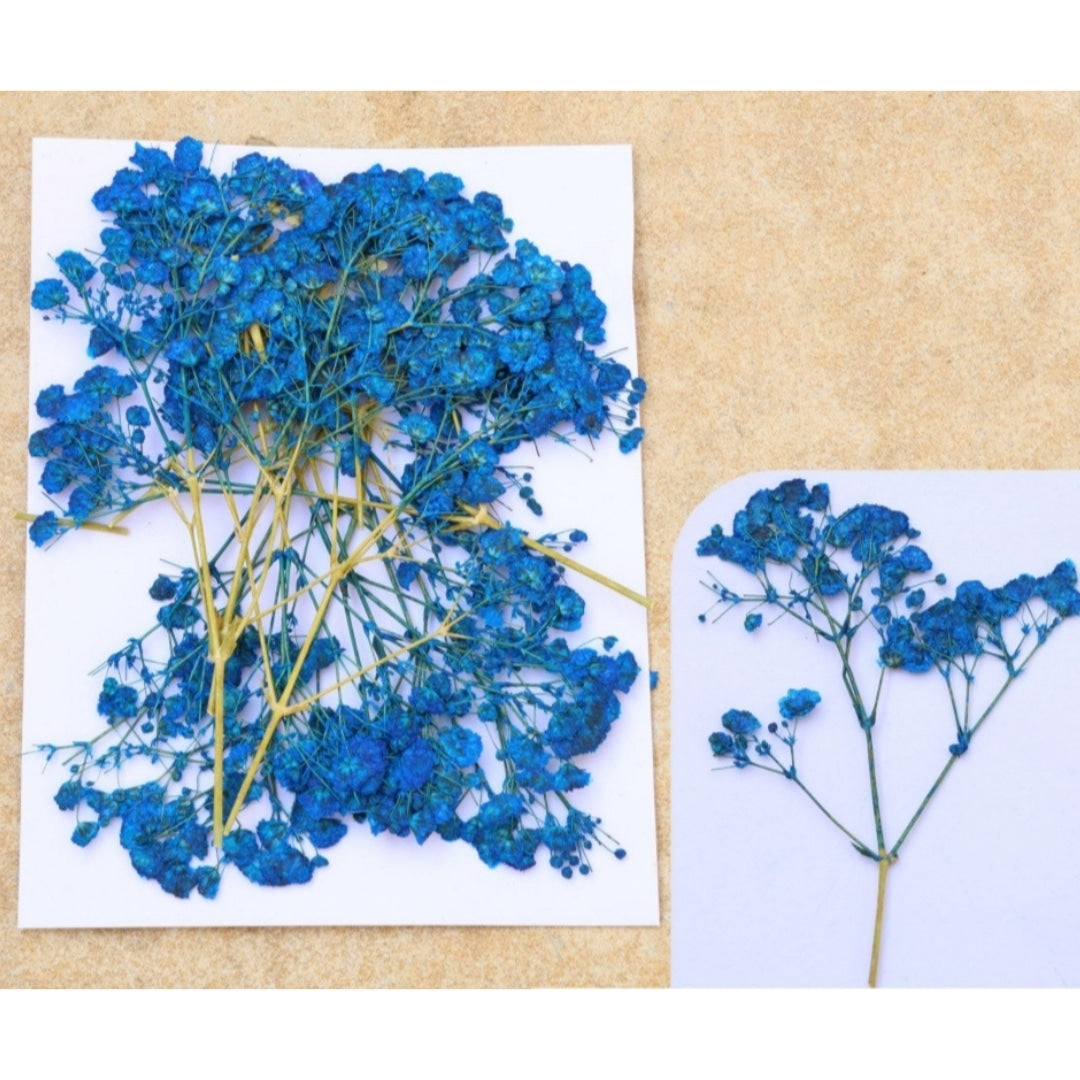 Baby Breath - Royal Blue FL1102