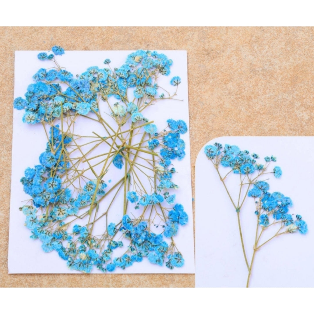 Baby Breath - Light Blue FL1107