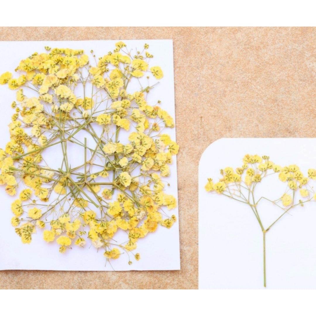 Baby Breath - Yellow FL1109