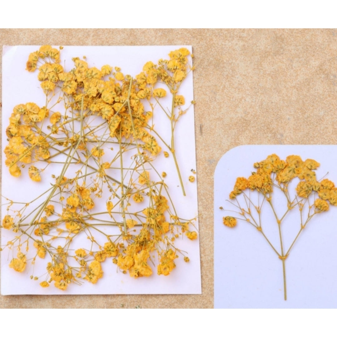 Baby Breath - Golden Yellow FL1110