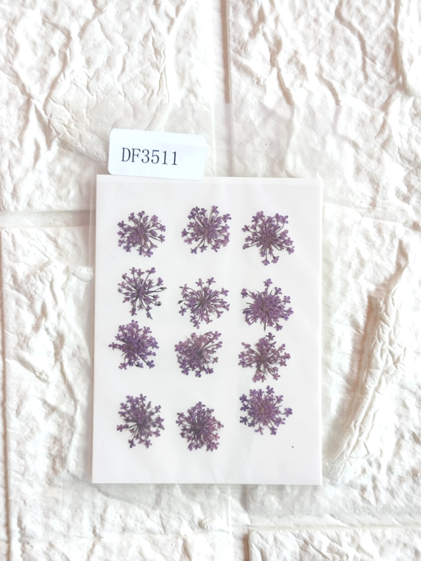 Queen Anne's Lace - Violet