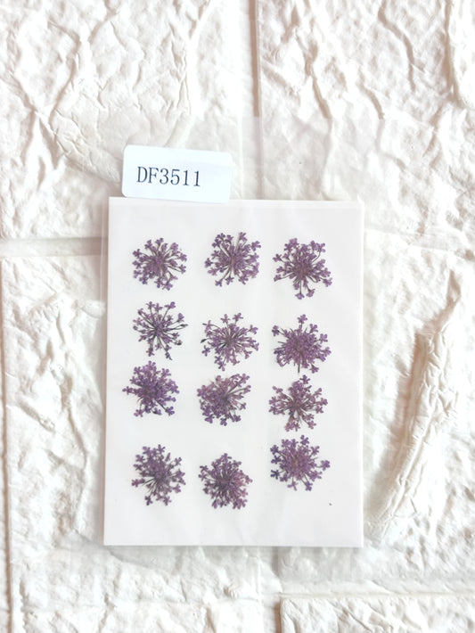 Queen Anne's Lace - Violet