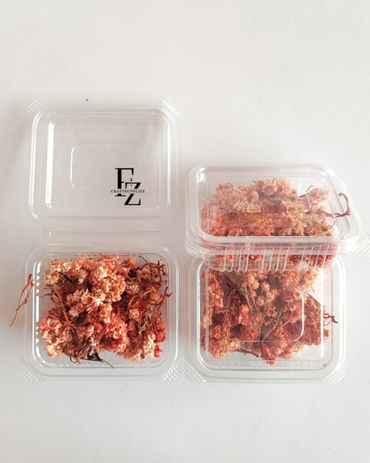Himalayan Daises - Orange