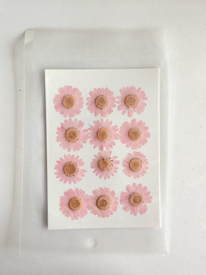 Pressed Daisy Flower Sheet - Pink