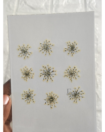 Queen Anne's Lace - Half White