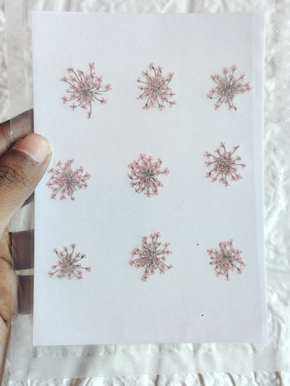 Queen Anne's Lace - L Pink