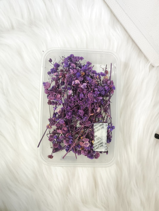 Dry Baby breath Violet - D1