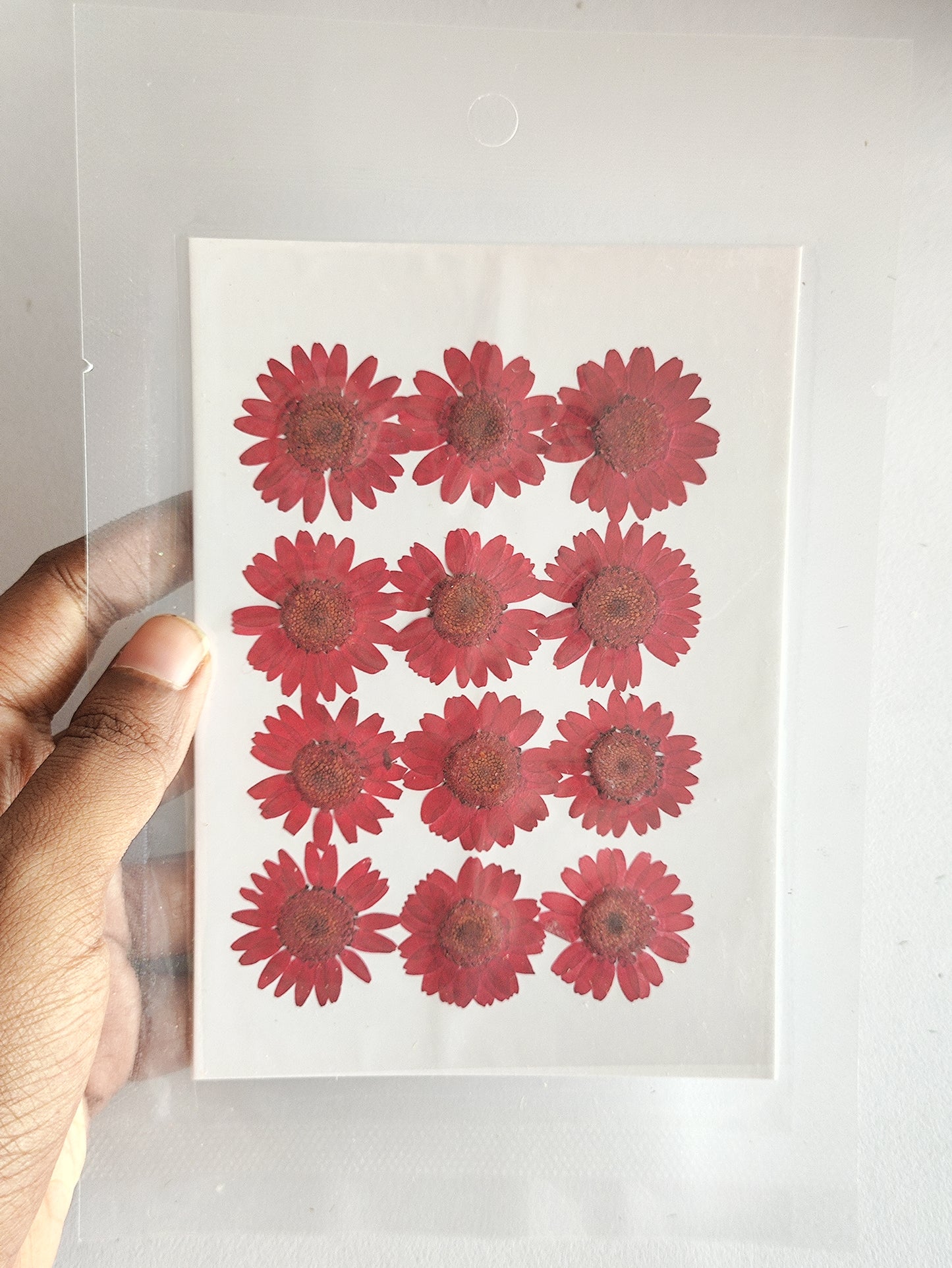 Pressed Daisy Flower Sheet - Red