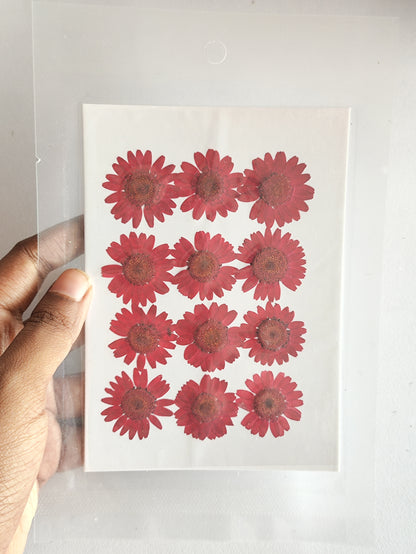 Pressed Daisy Flower Sheet - Red