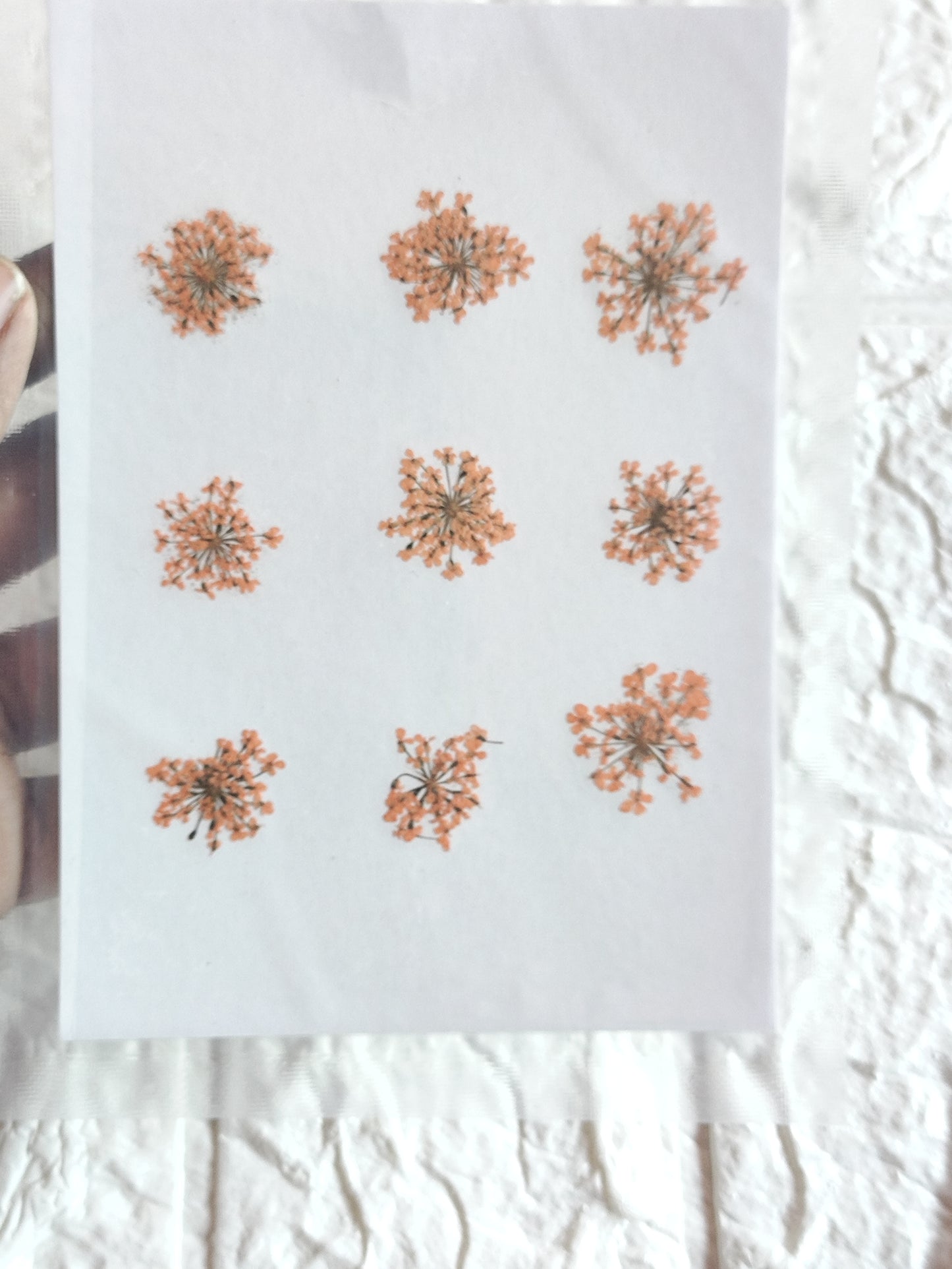 Queen Anne's Lace - Orange