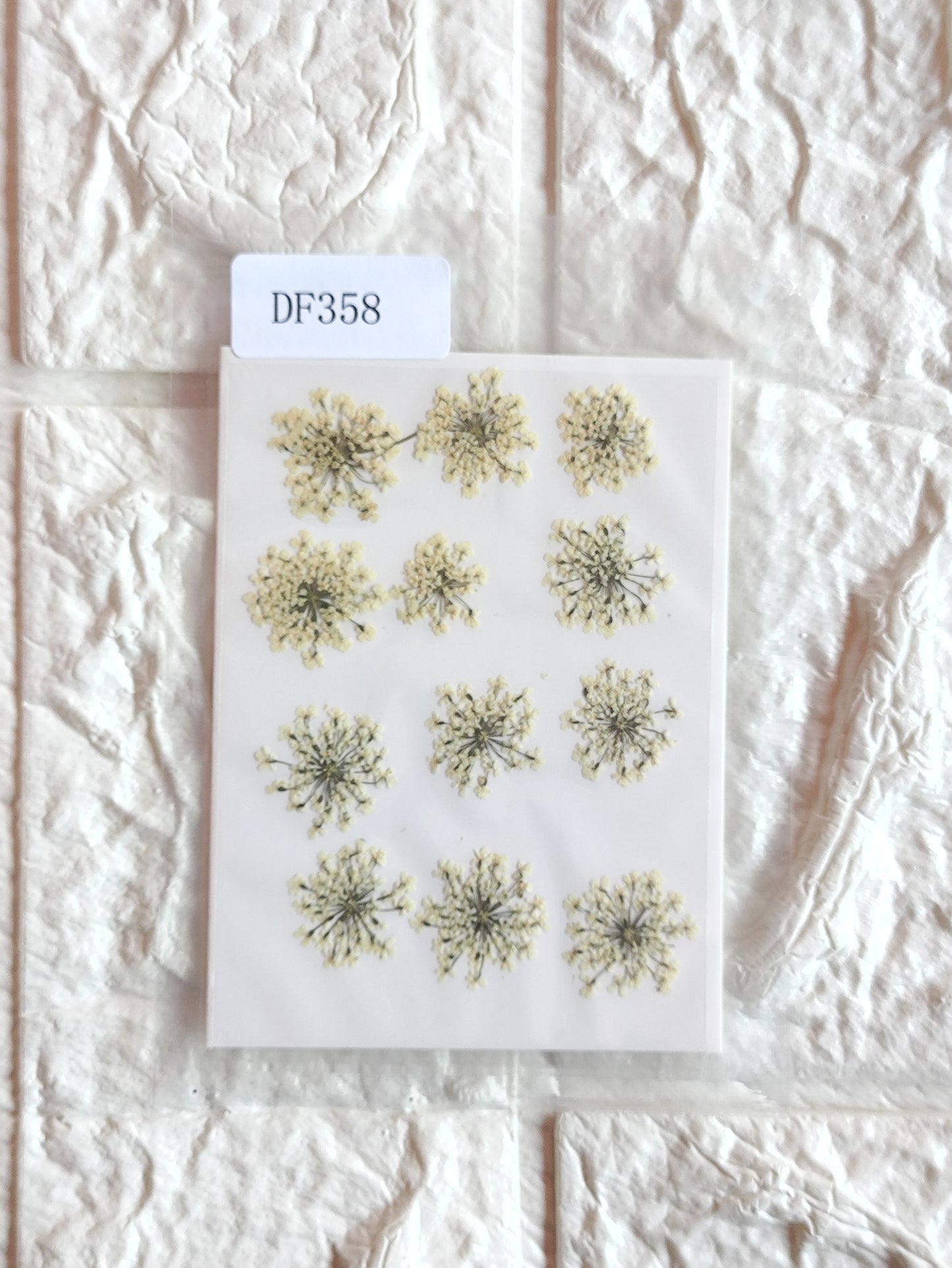 Queen Anne's Lace - Half White 1