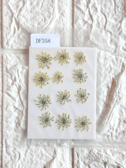 Queen Anne's Lace - Half White 1