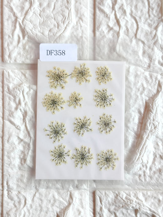 Queen Anne's Lace - Half White 1