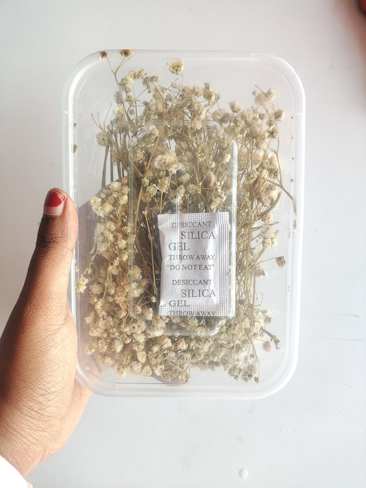 Baby Breath/ Gypsy Dry Flower Box