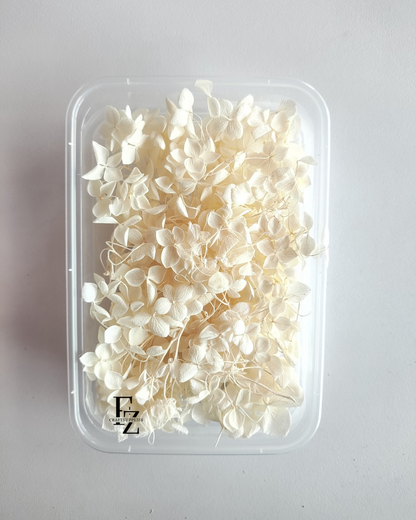 Hydrangea Dry Flower Box D51 - Half White