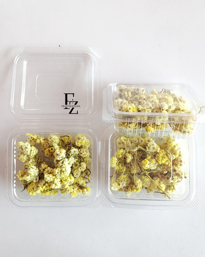 Himalayan Daises - Yellow
