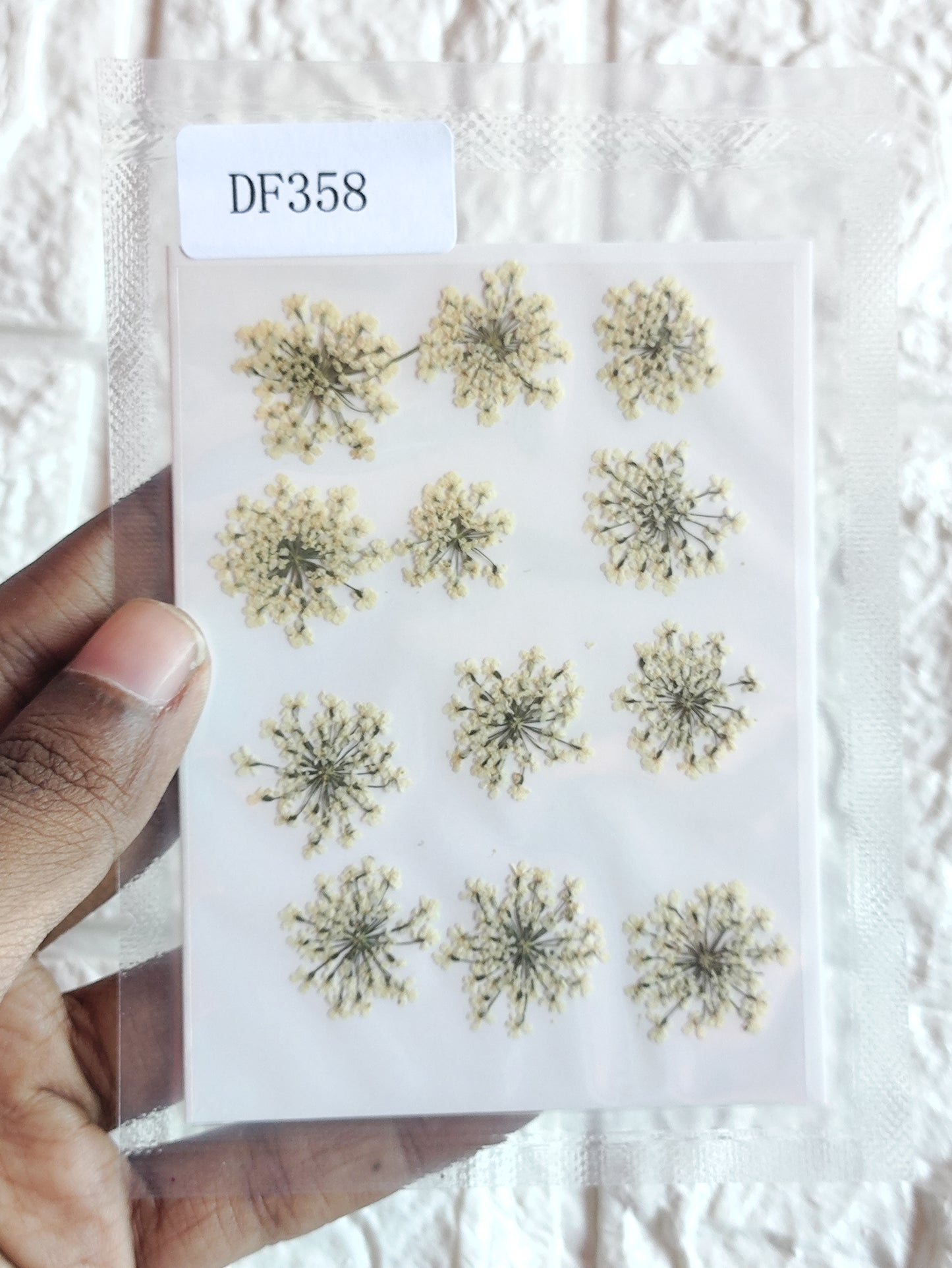 Queen Anne's Lace - Half White 1