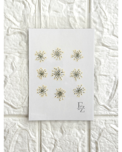 Queen Anne's Lace - Half White