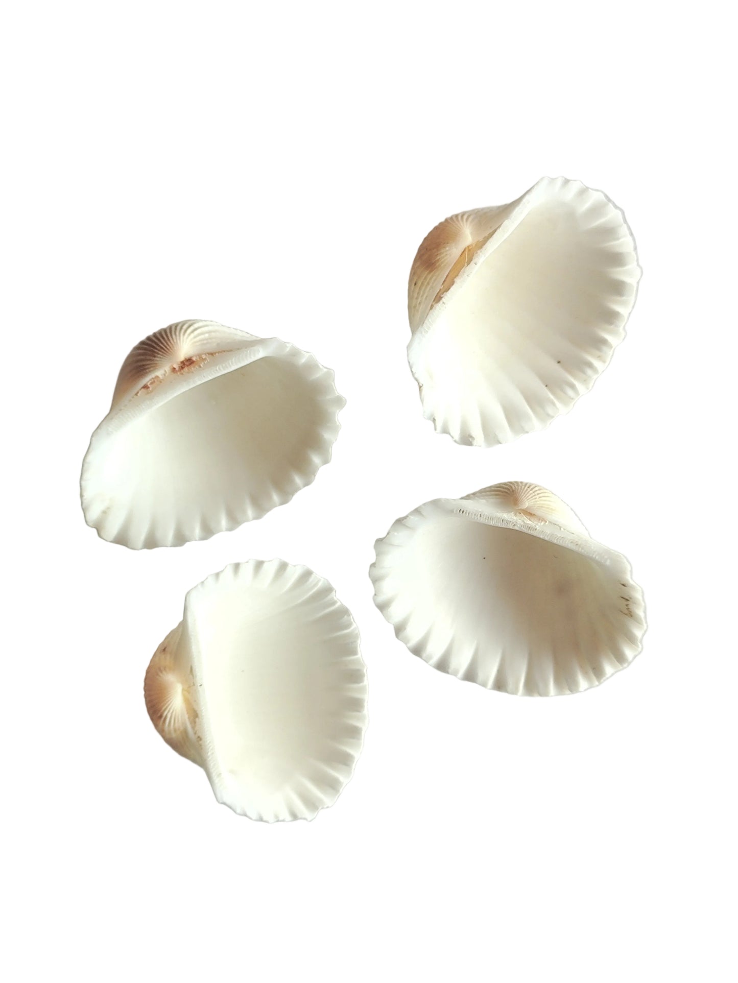 Sea Shells for Resin - 4 Pieces