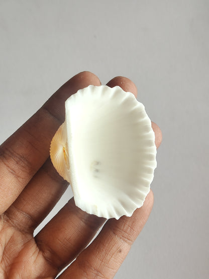 Sea Shells for Resin - 4 Pieces