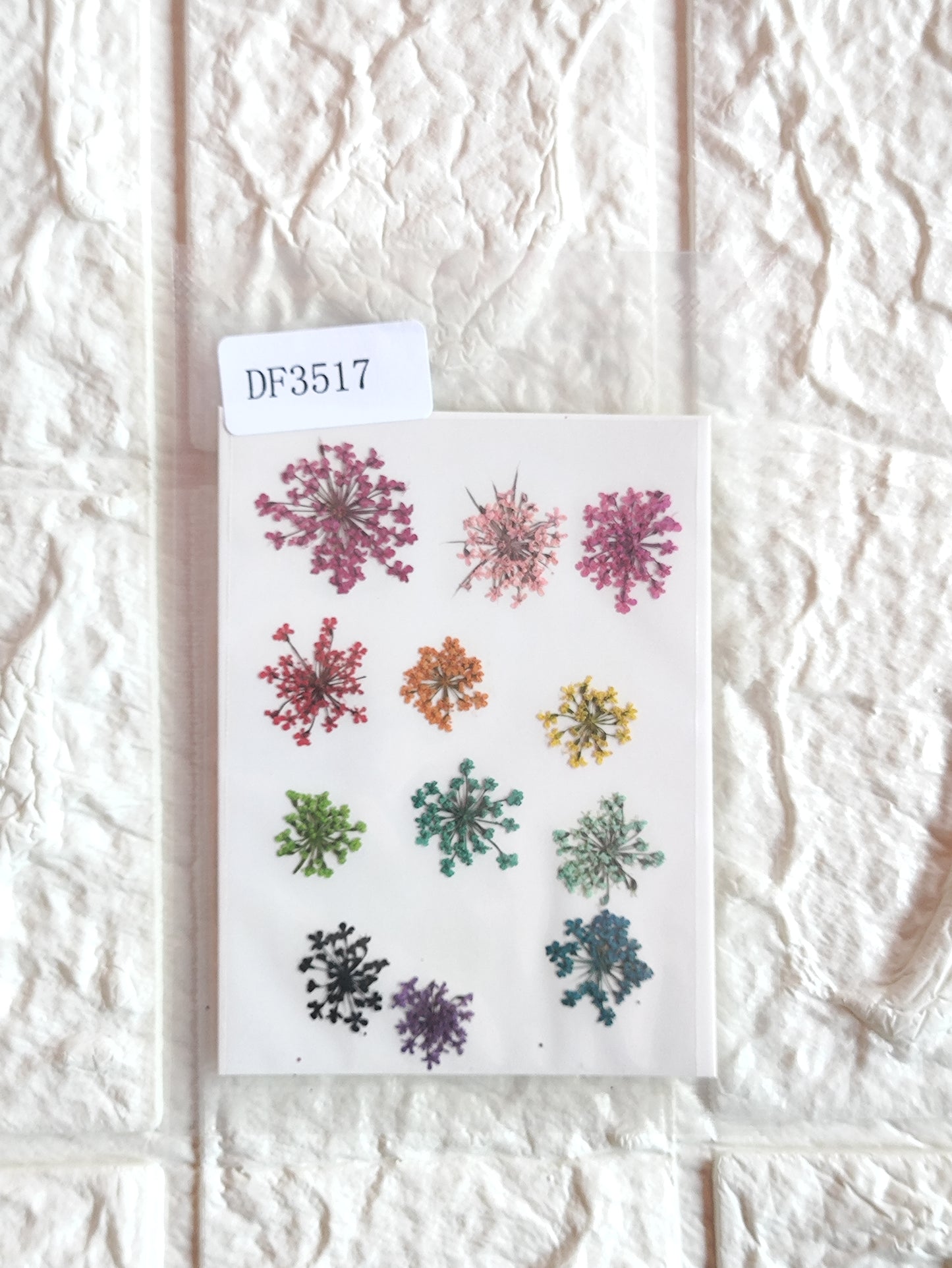 Queen Anne's Lace - Mixed