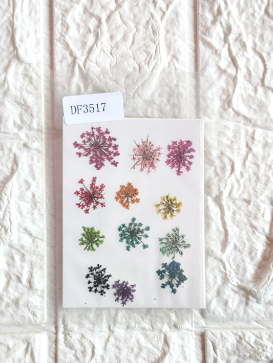 Queen Anne's Lace - Mixed