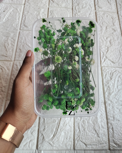 Dry Baby Breath/ Gypsy Box - Green