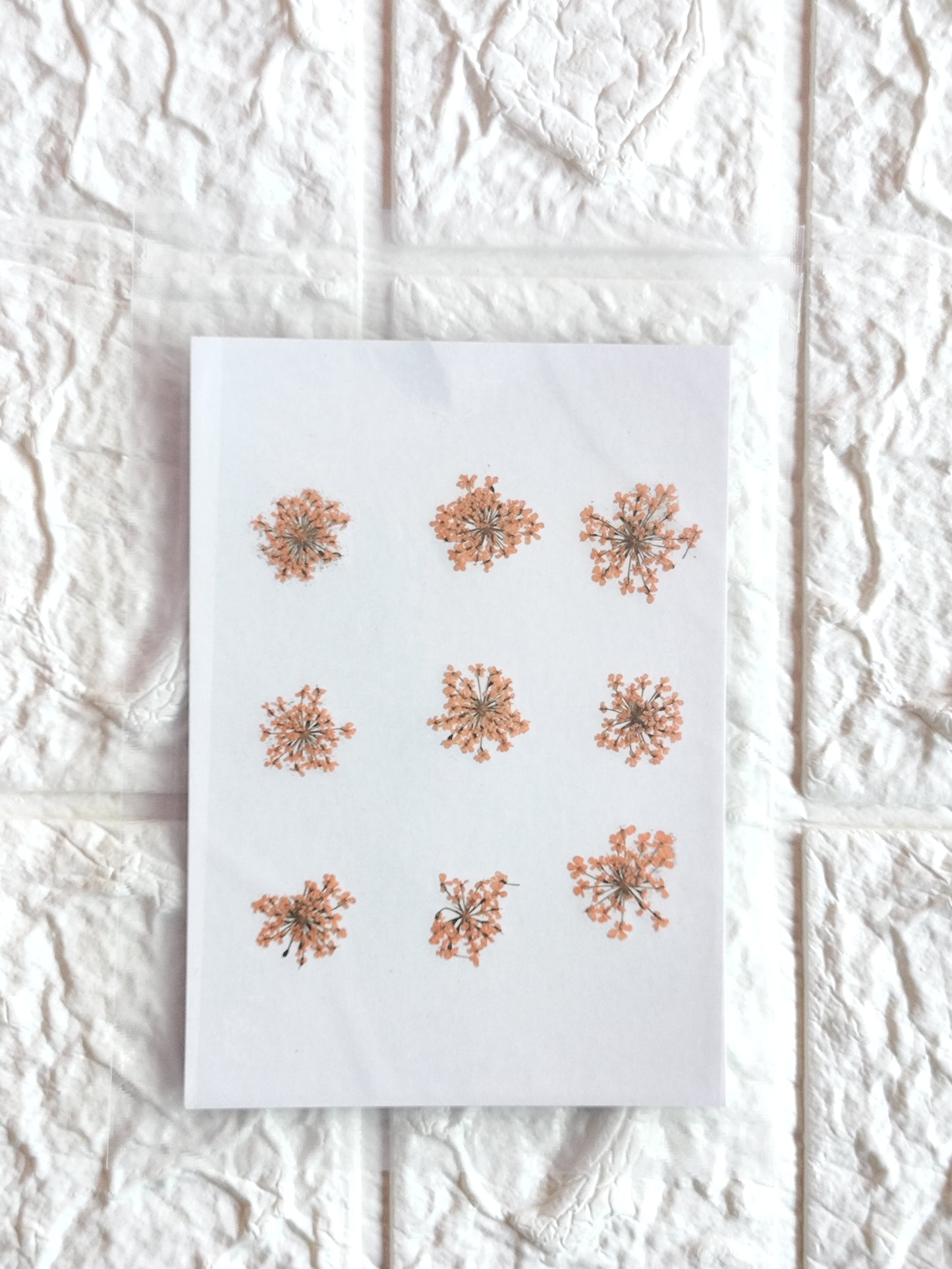 Queen Anne's Lace - Orange