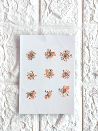 Queen Anne's Lace - Orange