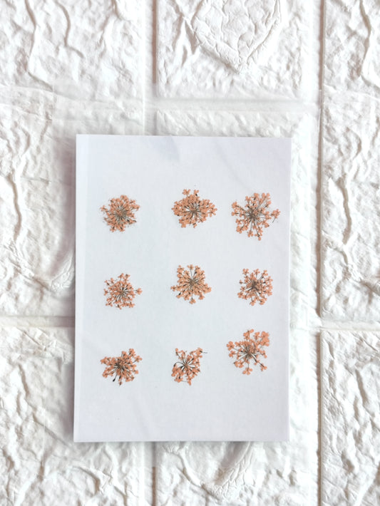 Queen Anne's Lace - Orange