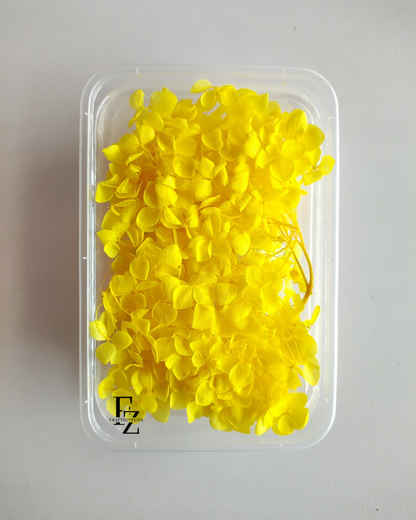 Hydrangea Dry Flower Box D51 - Yellow