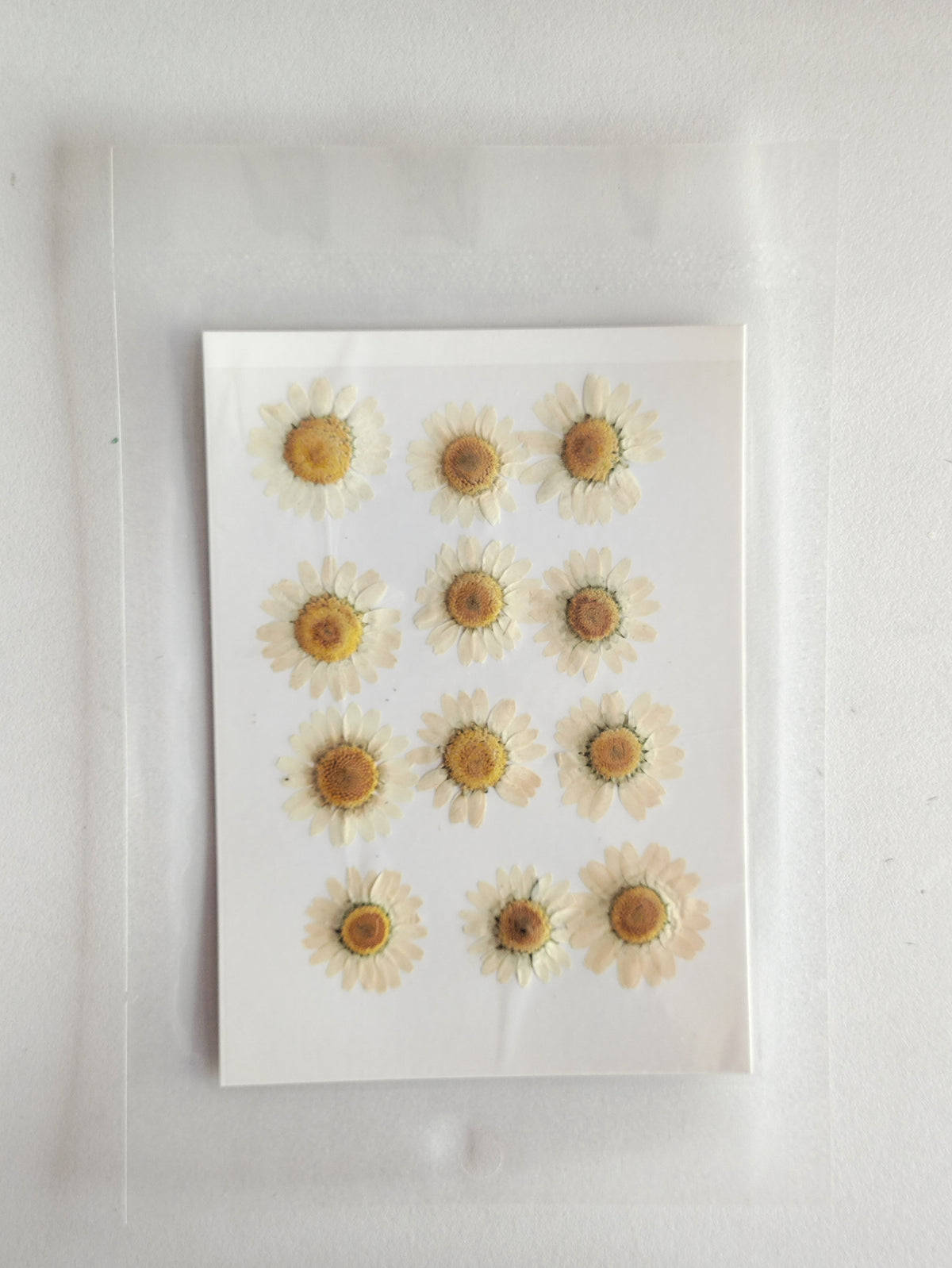 Pressed Daisy Flower Sheet - Half White