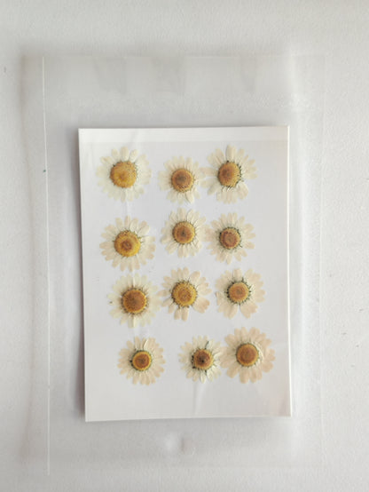 Pressed Daisy Flower Sheet - Half White