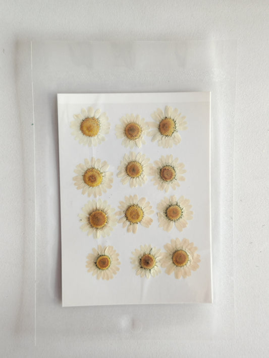 Pressed Daisy Flower Sheet - Half White