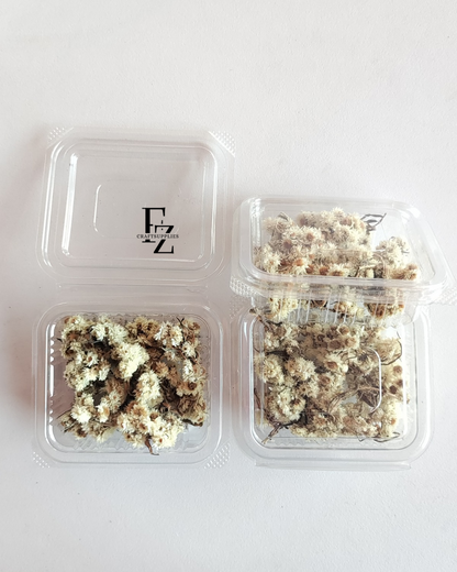 Himalayan Daises - White