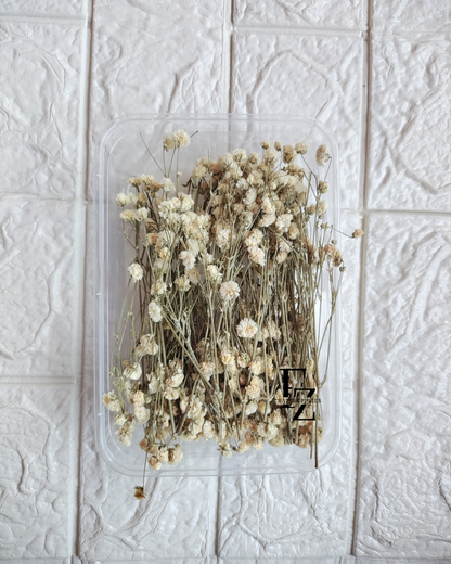 Dry Baby Breath/ Gypsy Box - White