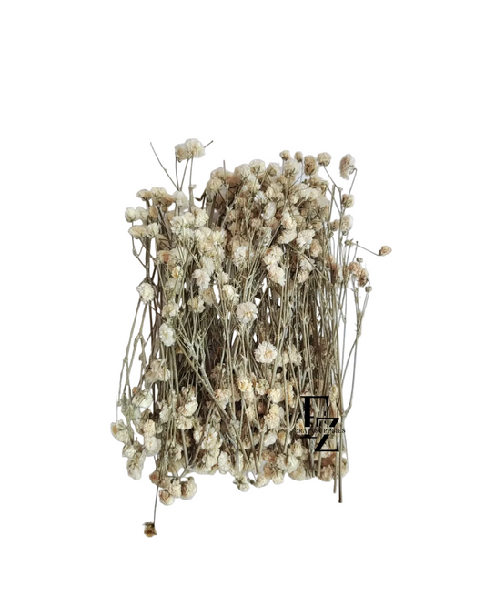 Dry Baby Breath/ Gypsy Box - White