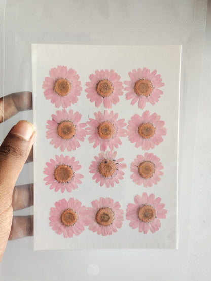 Pressed Daisy Flower Sheet - Pink