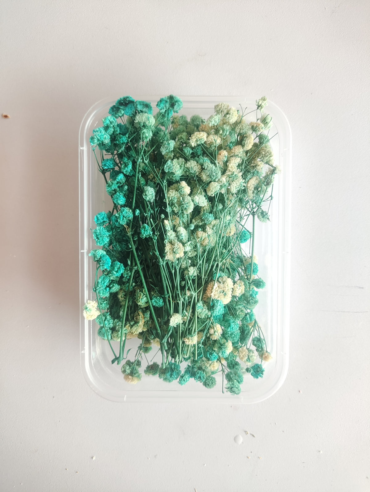 Baby Breath/ Gypsy Dry Flower Box
