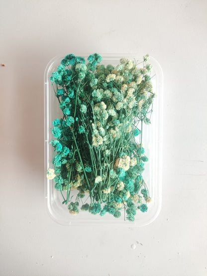 Baby Breath/ Gypsy Dry Flower Box