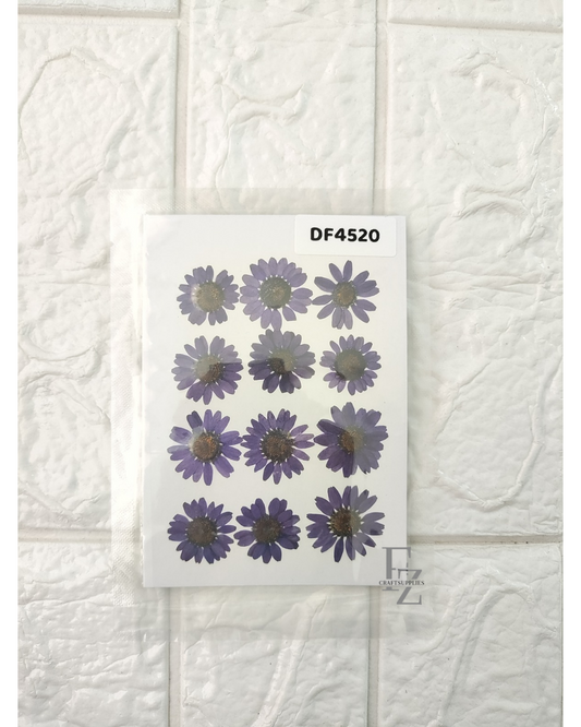Pressed Daisy - Violet
